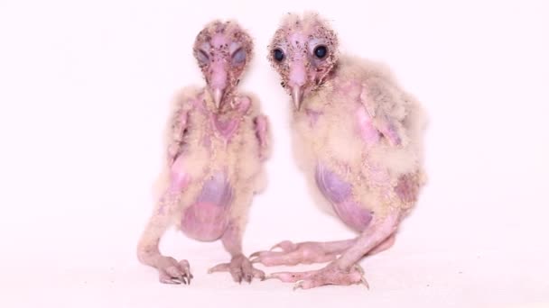 Pollito Barn Owl Tyto Alba Aislado Sobre Fondo Blanco — Vídeos de Stock
