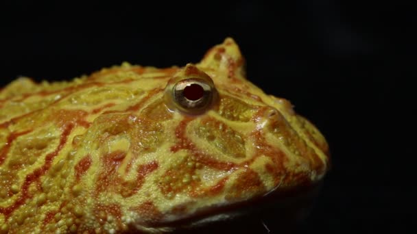 South American Horned Frogs Pac Man Frog Albino Isolated Black — Stock Video