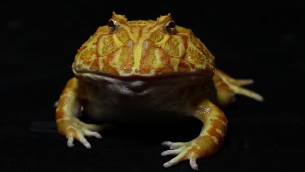 南美角蛙 Pac Man Frog 一种在黑色背景下被隔离的角蛙 — 图库视频影像