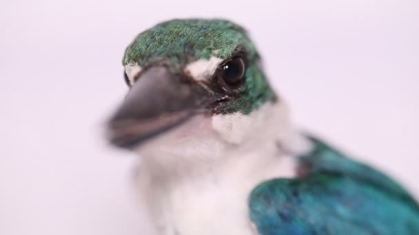 Collared Kingfisher Bird Todiramphus Chloris Isolated White Background — Stock Video