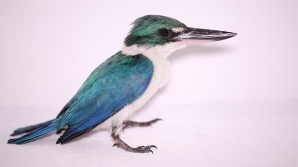 Collared Kingfisher Bird Todiramphus Chloris Izolované Bílém Pozadí — Stock video