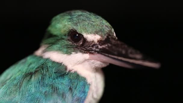 Collared Kingfisher Πουλί Todiramphus Chloris Απομονώνονται Μαύρο Φόντο — Αρχείο Βίντεο