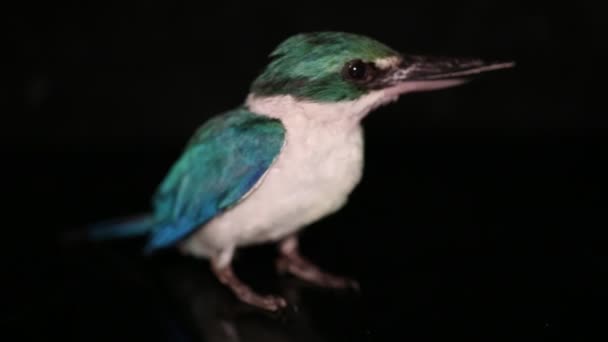 Комірцевий Птах Kingfisher Хлор Тодірампус Ізольований Чорному Тлі — стокове відео