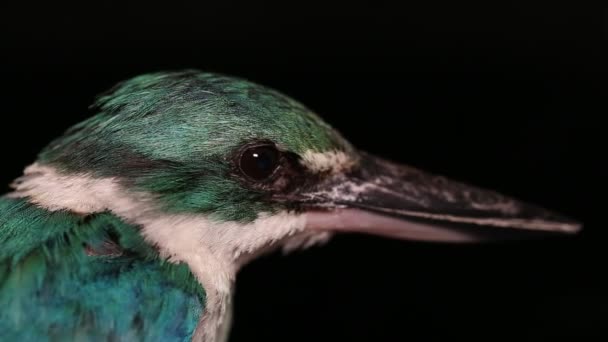 Yakalı Kingfisher Kuşu Todiramphus Kloris Siyah Arka Planda Izole Edilmiştir — Stok video