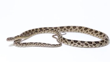 Benekli kedi yılanı Boiga Multomaculata beyaz arka planda izole edilmiştir.