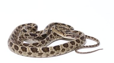 Benekli kedi yılanı Boiga Multomaculata beyaz arka planda izole edilmiştir.