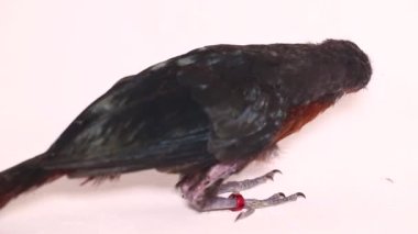 Beyaz arka planda kestane göğüslü malkoha (Phaenicophaeus curvirostris) izole edilmiştir.