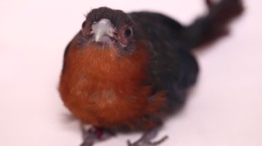 Beyaz arka planda kestane göğüslü malkoha (Phaenicophaeus curvirostris) izole edilmiştir.