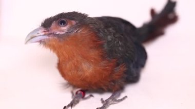 Beyaz arka planda kestane göğüslü malkoha (Phaenicophaeus curvirostris) izole edilmiştir.