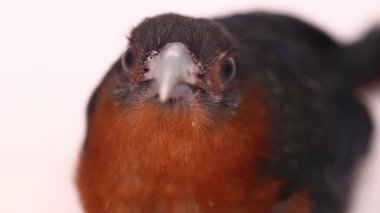 Beyaz arka planda kestane göğüslü malkoha (Phaenicophaeus curvirostris) izole edilmiştir.