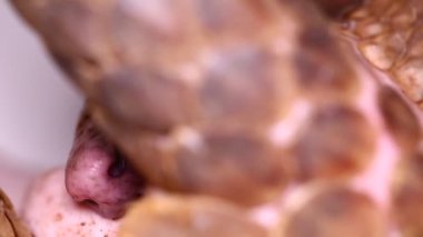 Pangolin (Manis javanica) beyaz arkaplanda izole edildi