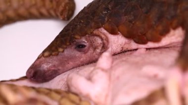 Pangolin (Manis javanica) beyaz arkaplanda izole edildi