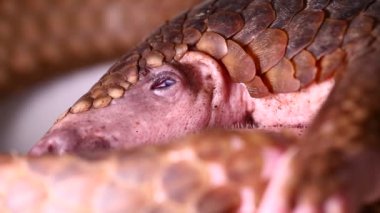 Pangolin (Manis javanica) beyaz arkaplanda izole edildi