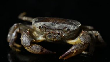 Siyah arkaplanda izole edilmiş taze su yengeci