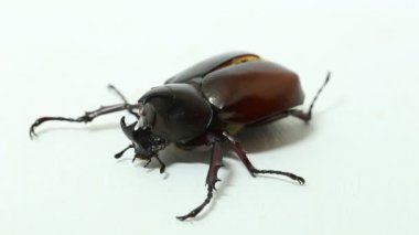 Gergedan böcekleri Xylotrupes australicus 'u beyaz arkaplanda izole eder