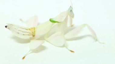 Orkide dua eden peygamber devesi hymenopus coronatus beyaz arkaplanda izole edilmiş.