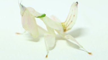 Orkide dua eden peygamber devesi hymenopus coronatus beyaz arkaplanda izole edilmiş.