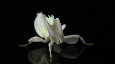Orkide dua eden peygamber devesi hymenopus coronatus siyah arkaplanda izole edilmiş.