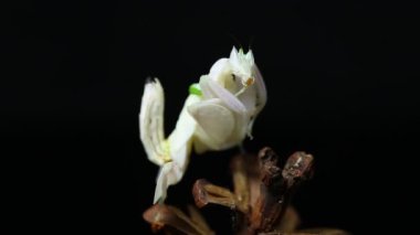 Orkide dua eden peygamber devesi hymenopus coronatus siyah arkaplanda izole edilmiş.