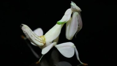 Orkide dua eden peygamber devesi hymenopus coronatus siyah arkaplanda izole edilmiş.