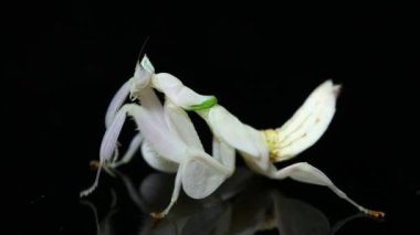 Orkide dua eden peygamber devesi hymenopus coronatus siyah arkaplanda izole edilmiş.