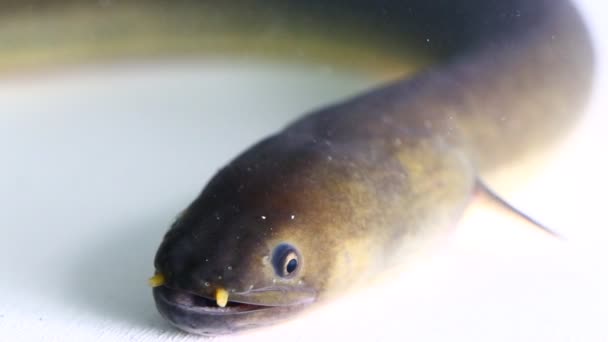 在白色背景上隔离的短鳍鳗鱼安圭拉双色 — 图库视频影像