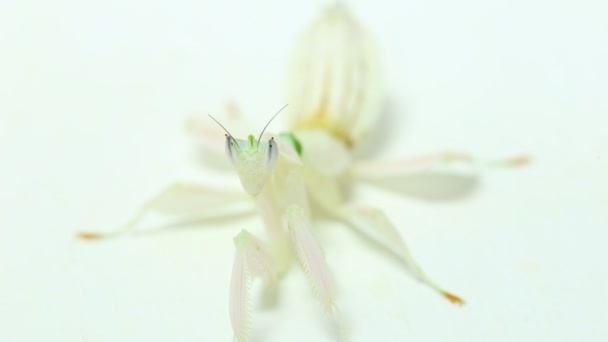 Orchidea Mantide Orante Hymenopus Coronatus Isolata Fondo Bianco — Video Stock
