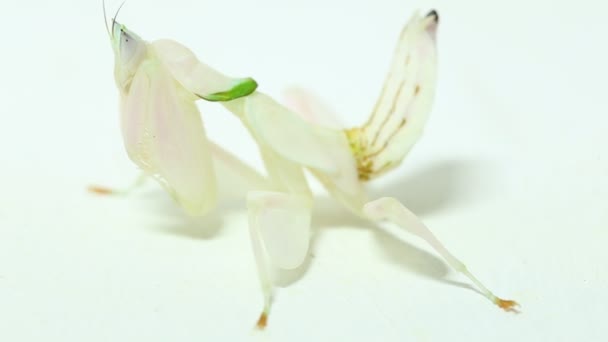 白い背景に隔離された蘭の祈りのカマキリの更年期の冠動脈 — ストック動画