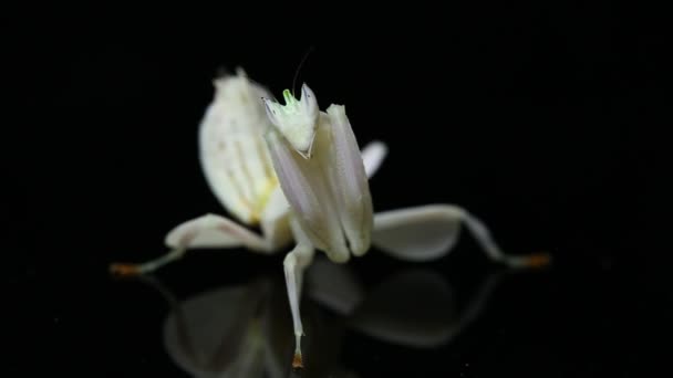 黒の背景に隔離された蘭の祈りのカマキリの更年期冠 — ストック動画