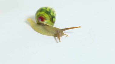 Ağaçsı akciğer kara salyangozu Amphidromus sarayı beyaz arka planda izole edilmiş.