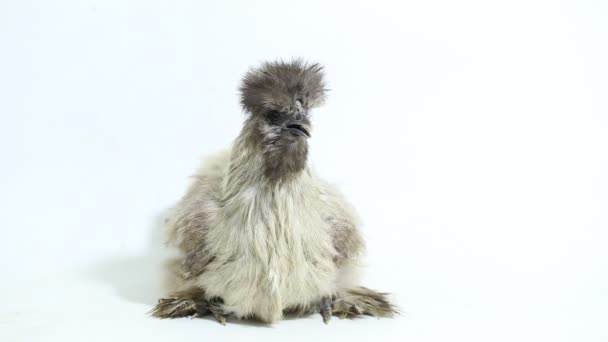 Graues Polnisches Huhn Isoliert Auf Weißem Hintergrund — Stockvideo