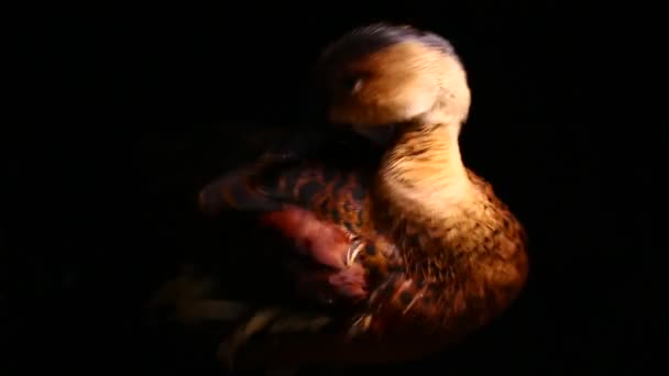 Pato Assobiando Errante Dendrocygna Arcuata Pato Árvore Isolado Fundo Preto — Vídeo de Stock