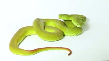 Beyaz dudaklı Yeşil Çukur Yılanı (trimeresurus albolabris) beyaz arka planda izole edilmiştir