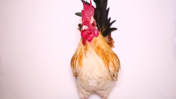 Rooster Bantam Chicken Isolated White Background — Stock Video