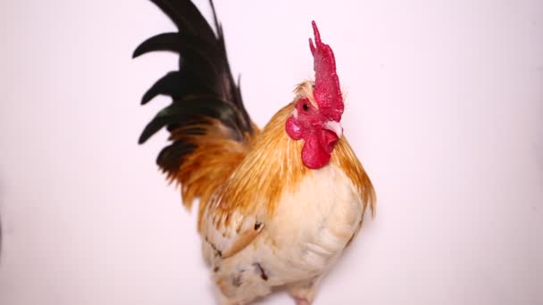 Rooster Bantam Chicken Isolated White Background — Stock Video