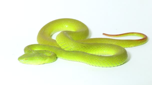 White Lipped Green Pit Viper Snake Trimeresurus Albolabris Isolated White — Stock Video