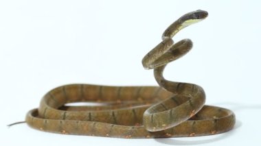 Boiga drapiezii, beyaz arka planda izole edilmiş beyaz benekli kedi yılan.