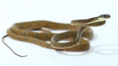 Boiga drapiezii, beyaz arka planda izole edilmiş beyaz benekli kedi yılan.