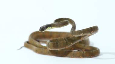 Boiga drapiezii, beyaz arka planda izole edilmiş beyaz benekli kedi yılan.