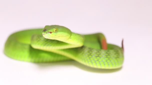 白嘴唇绿嘴蛇毒蛇 Trimeresurus Albolabris 在白色背景下被隔离 — 图库视频影像