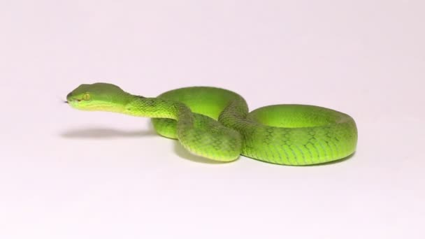 白い背景に孤立した白い唇状の緑色のピットバイパーヘビ Trimeresurus Albolabris — ストック動画