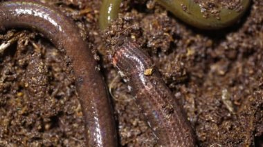 Kırmızı kuyruklu boru yılanı, silindirli fırfırlı Asya bataklık yılanı Monopterus albusu yiyor.