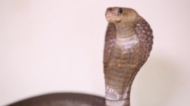 Javan tüküren kobra (Naja sputatrix) beyaz arka planda izole Güney Endonezya kobrası