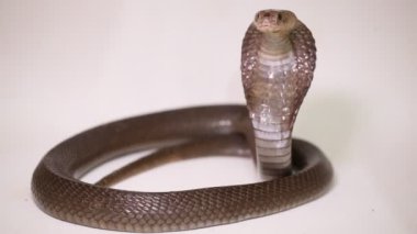 Javan tüküren kobra (Naja sputatrix) beyaz arka planda izole Güney Endonezya kobrası