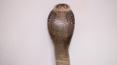 Javan tüküren kobra (Naja sputatrix) beyaz arka planda izole Güney Endonezya kobrası
