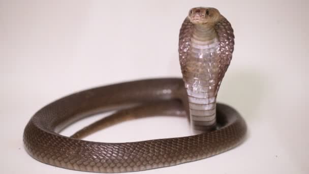 爪哇吐出的眼镜蛇 Naja Sputatrix 是印度尼西亚南部的眼镜蛇 在白色背景下被隔离 — 图库视频影像