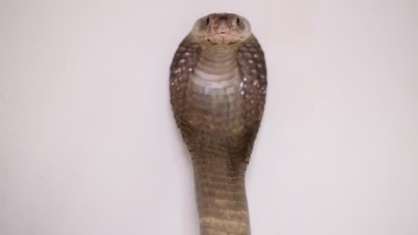 Javan Spitting Cobra Naja Sputatrix Southern Indonesian Cobra Isolated White — Stock Video