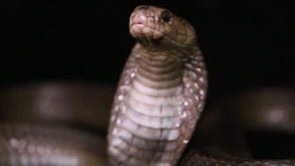 爪哇吐出的眼镜蛇 Naja Sputatrix 是印度尼西亚南部的眼镜蛇 在黑色背景上被隔离 — 图库视频影像