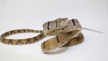 Boiga cynodon, köpek dişli kedi yılanı beyaz arka planda izole edilmiş.