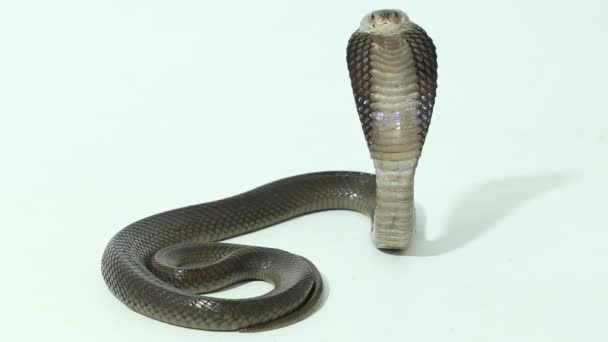 爪哇吐出的眼镜蛇 Naja Sputatrix 也被称为印度尼西亚南部眼镜蛇 或印度尼西亚眼镜蛇 在白色背景下隔离 — 图库视频影像